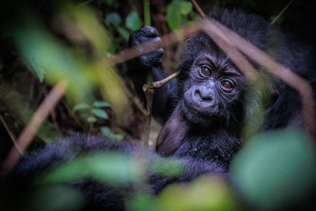 gorilla bwindi impenetrable national forest 9