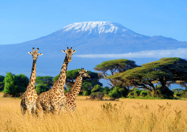 Three giraffe on Kilimanjaro mount background in National park of Kenya, Africa