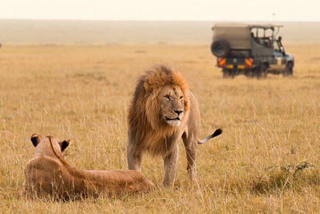 African lion couple and safari jeep in the Masai Mara in Kenya.