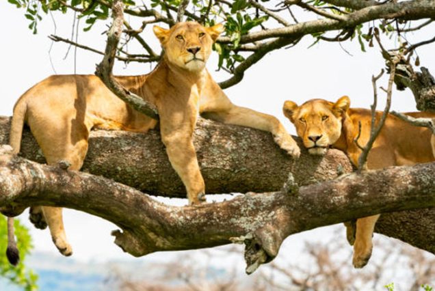 Lions (Panthera leo) in Serengeti National Park, Tanzania, Africa