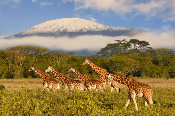 Giraffes and Mount Kilimanjaro in Amboseli National Park