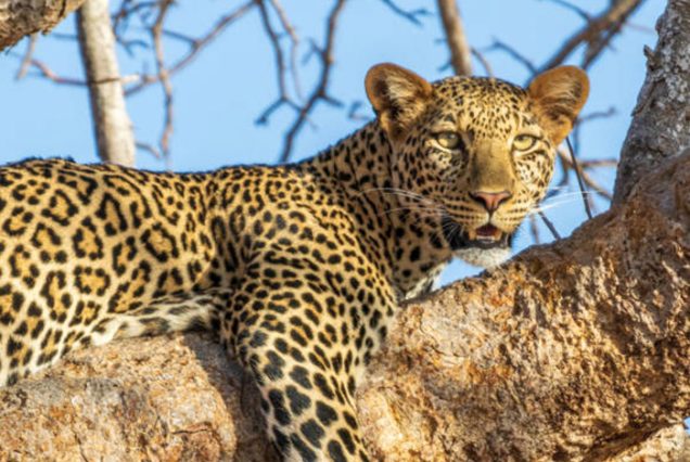 Closeup of an african leopard lying on a branch looking