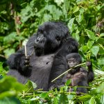 virunga national park 2