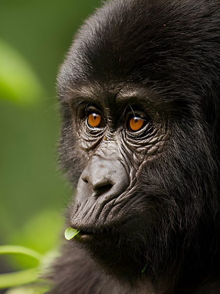 young mountain gorilla copy